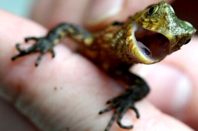 Thai Turtle, Crocodile Lizard Among 115 New Species Discovered in Mekong Delta in 2017