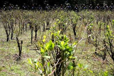 Kerala HC Orders Bureaucrat to Plant 100 Saplings for Delayed Action