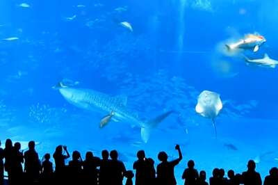 Witness This Shocking Impact Of Flash On Tuna Fish In Aquarium