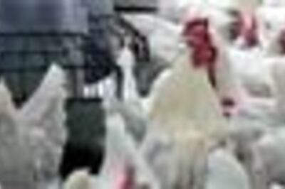 Hit a chicken and you're sitting duck!