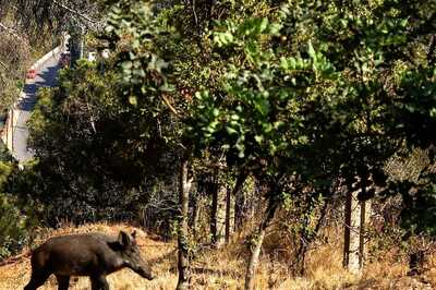 More Than 20 Wild Boars Died in Tamil Nadu Within A Week; African Swine Flu Suspected