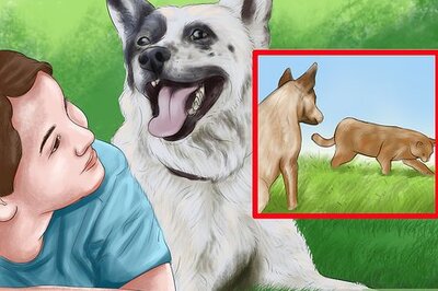 How to Care for an Australian Cattle Dog