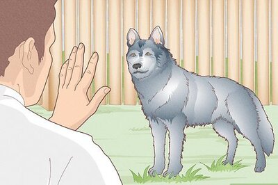 How to Train a Siberian Husky