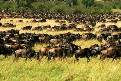 Indians Can Now Travel to Kenya on Tourist Visa, Borders Reopened for Travellers