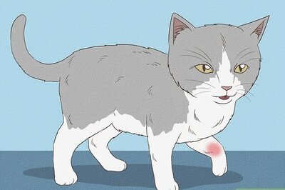 How to Take Care of a Kitten with a Broken Leg