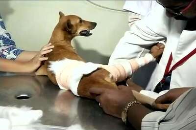 Delhi: Man Chops Off Puppy's Legs After it Scratches His Leg With Paw