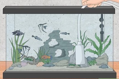 How to Lower Ammonia Levels in a Fish Tank if They Are Not Very High