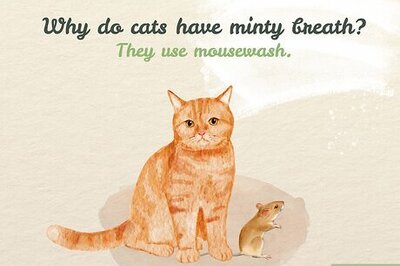 200+ Cat Jokes, Puns & One-Liners That Are Paw-sitively Hilarious
