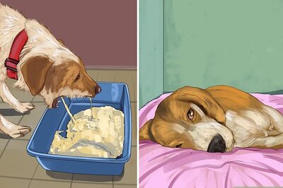 How to Treat Aspirin Poisoning in Dogs