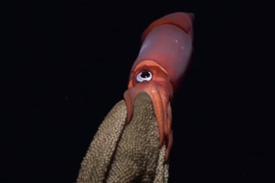 Ever Seen A Cluster Of Squid Eggs? This Video Is For You