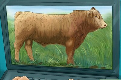 How to Identify Salers Cattle