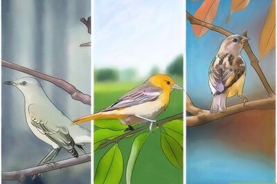 How to Attract Birds