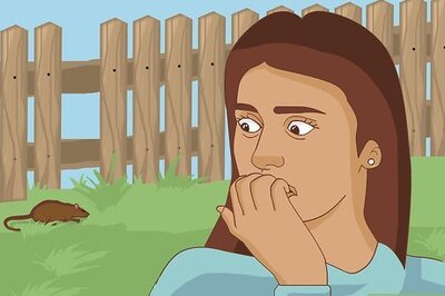 How to Overcome a Fear of Rats