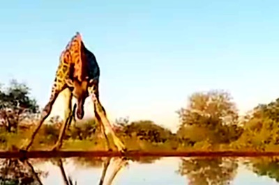 Video Of Giraffe Trying To Drink Water By Balancing Its Body Makes Internet Go ROFL