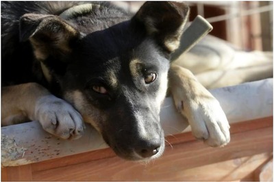Badly Injured Street Dog Swaps India for English Countryside