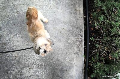 Pets help children with autism develop social skills: study