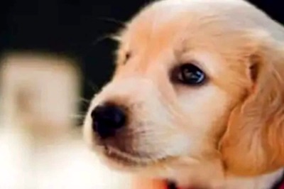 Consider These Diet Tips for Your Dog to Keep Them Energetic and Happy