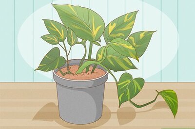 How to Care for a Pothos Plant