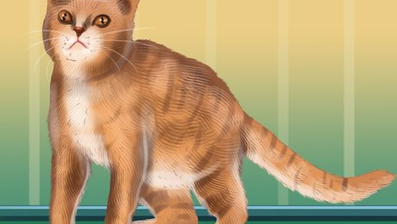 How to Identify an American Wirehair