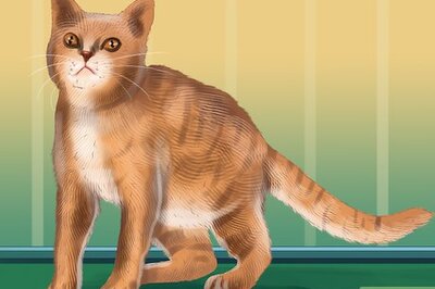 How to Identify an American Wirehair