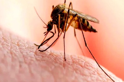 Nearly 300 Dengue Cases Reported in Delhi in November, Infection Tally Rises to Over 2,400