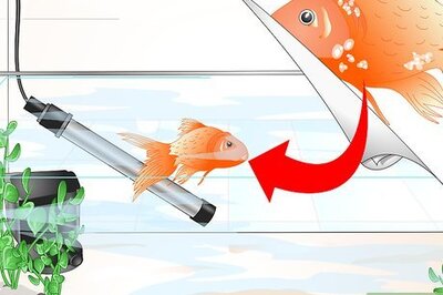 How to Cure Goldfish Ich