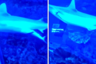 Visitors In Dubai Mall Witness Birth Of Baby Shark, Internet Calls It 'Wholesome'