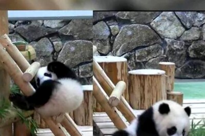 Watch: Panda Shows The 'Correct Way' To Come Down A Ladder, Melts Netizens' Hearts