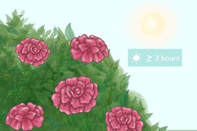 How to Grow Knockout Roses