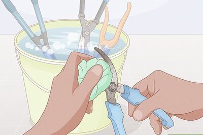 When and How to Prune an Olive Tree: Your Questions, Answered