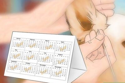 How to Prevent Canine Ear Mites