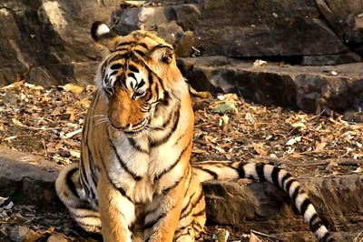 Tigress Found Dead at Kanha Tiger Reserve in MP, 11th in 2018