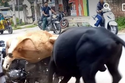 Watch: Two Bulls Fight In The Middle Of Road And Then...