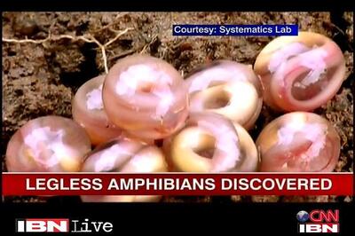Malayali scientist discovers new amphibians