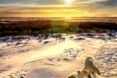 'Not Something We Like To Do': Police Shoot Rare Polar Bear In Iceland After It Threatens Local Resident