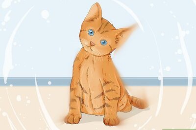 The Symbolism & Meanings Behind Dreaming About Kittens