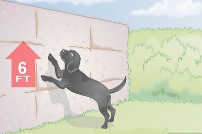 How to Dog Proof a Garden
