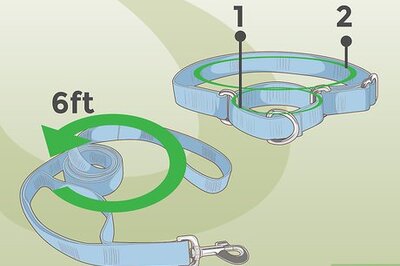 How to Train a Greyhound