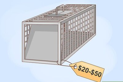 How to Catch a Wild Rabbit