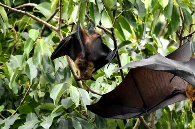 Nipah Virus: 61 Test Negative So Far in Kerala, K'taka CM Says 'Will Get Report on Impact, Take Action'