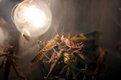 Locust-hit Pakistan Likely to Import Insecticides from India Despite Trade Ban, Says Report