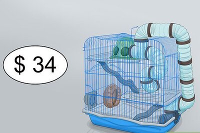 How to Care for a Hamster on a Small Budget