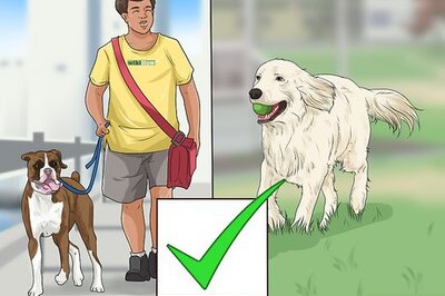 How to Adopt a Working Dog