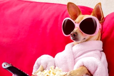 How To Choose A Pet According To Your Zodiac Sign