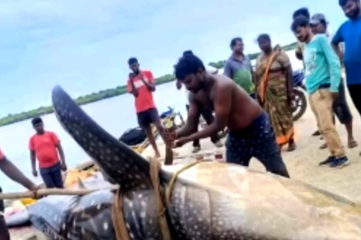 Andhra Fishermen Catch Two Endangered Whale Sharks; One Dies, Another Set Free