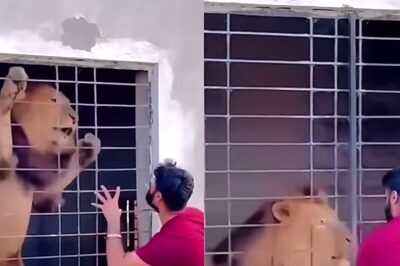 Viral Clip Shows Reckless Man Provoking Lion. Here's What Happened Next