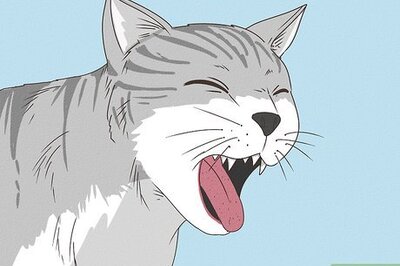 How to Treat a Cat With Asthma