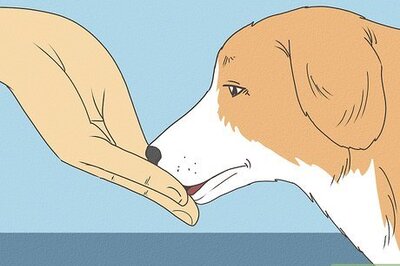 How to Love Your Dog