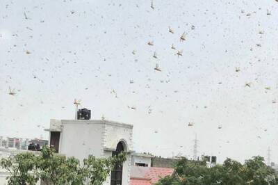 Centre Says Locust Control Operations Carried out in Over 3.5 Lakh Hectares in 9 States So Far