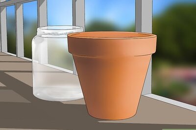 How to Care for a Giant Leopard Moth Caterpillar